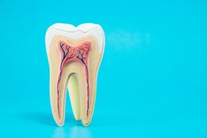 anatomy of a tooth on blue background 